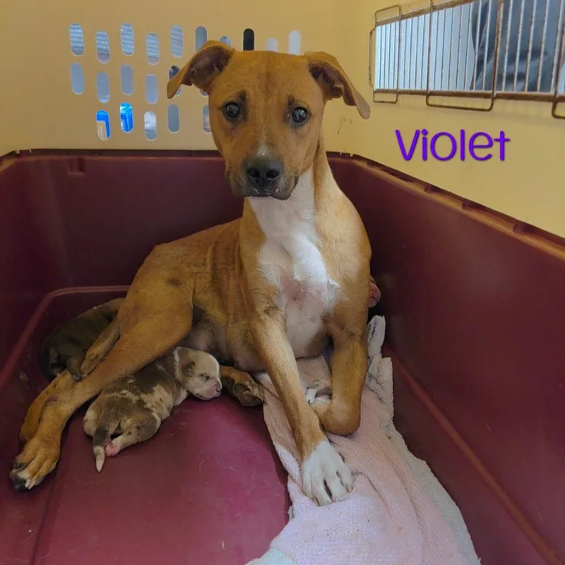 An adult medium-sized female Red / Chestnut / Orange American Staffordshire Terrier dog named Violet for adoption in Parkersburg, WV