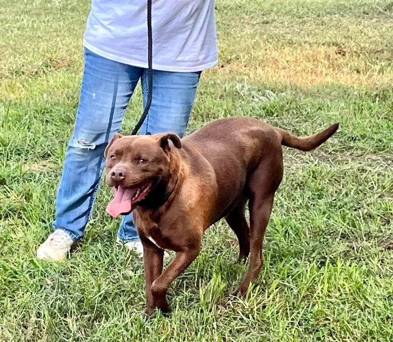 An adult large-sized male American Bulldog dog named Cooper for adoption in kingsland, GA