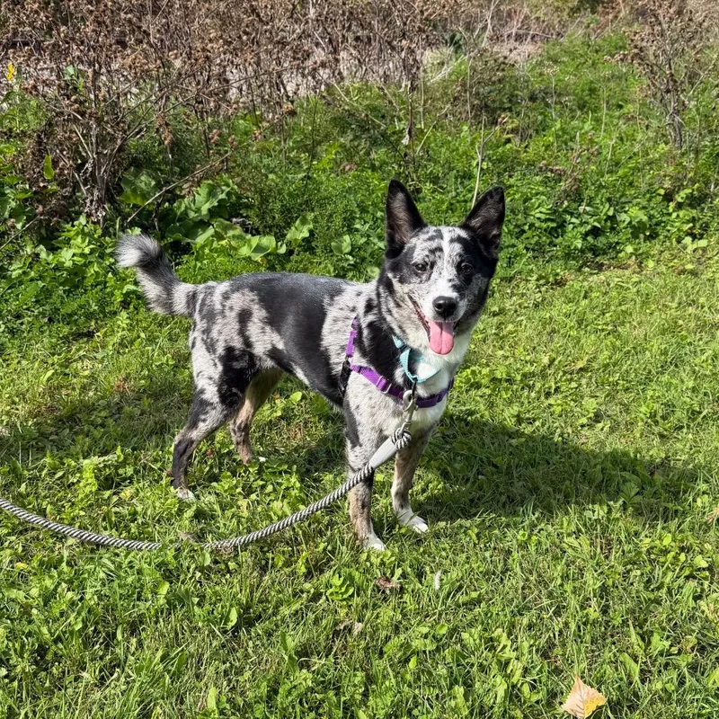 An adult medium-sized female Black Mixed Breed dog named Penzie for adoption in Oshkosh, WI