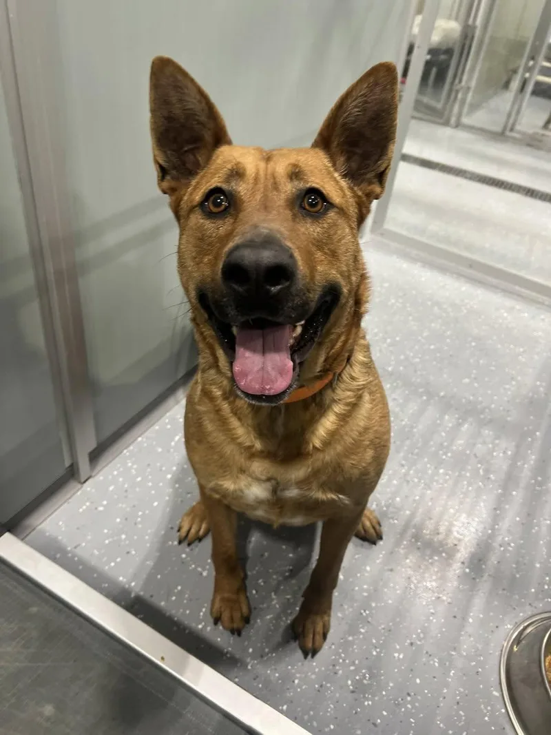 An adult large-sized male Mixed Breed dog named Duke for adoption in Davenport, IA