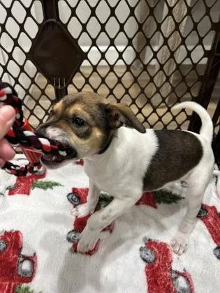A baby small-sized male Mixed Breed dog named Michelob ULTRA for adoption in Pleasanton, CA