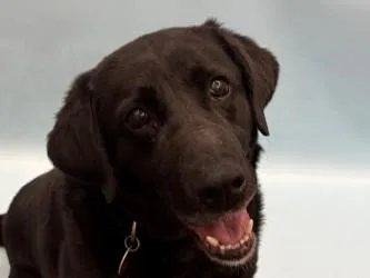 An adult large-sized male Labrador Retriever dog named Thoua for adoption in Woodbury, MN