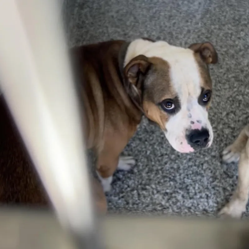 An adult medium-sized male Brown / Chocolate English Bulldog dog named Trigger for adoption in Morganton, NC