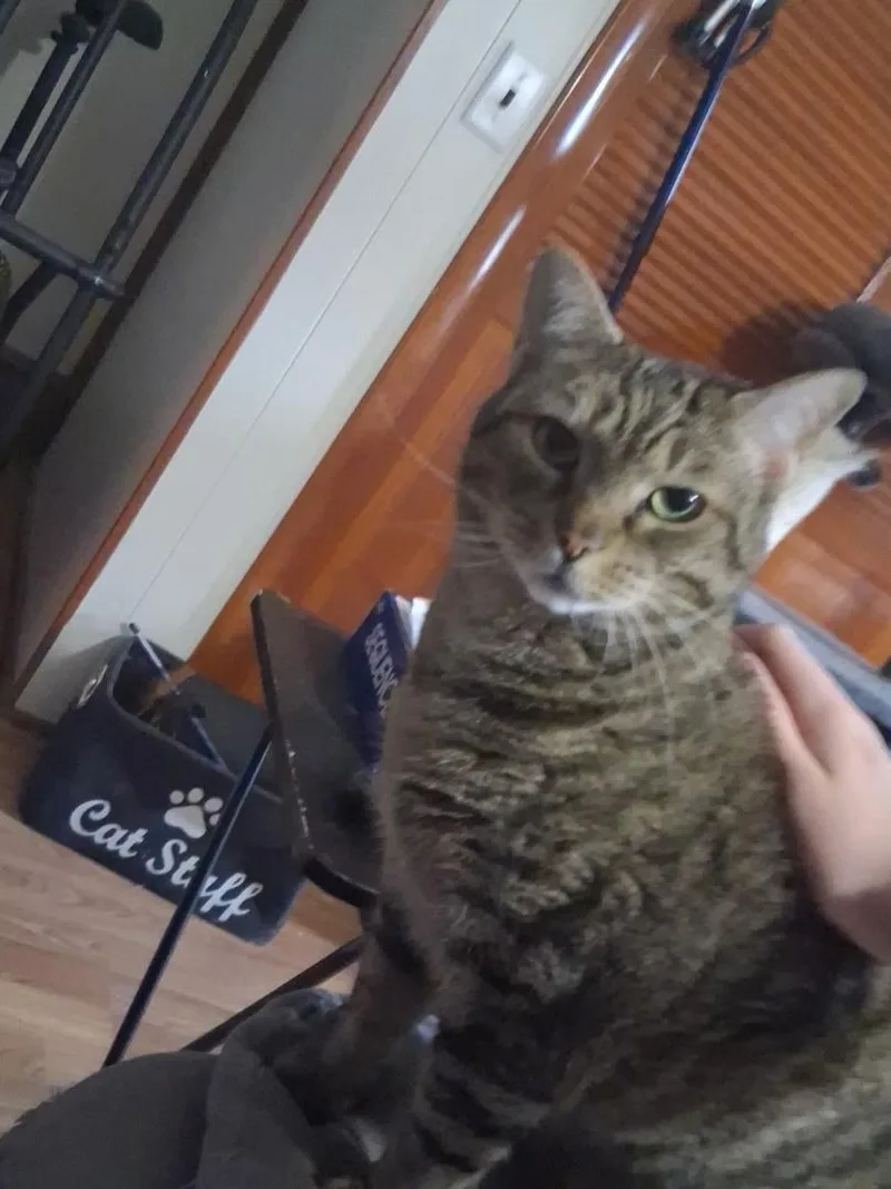 An adult large-sized female Tabby (Buff / Tan / Fawn) Domestic Short Hair cat named Mau Mau for adoption in Blacksburg, VA