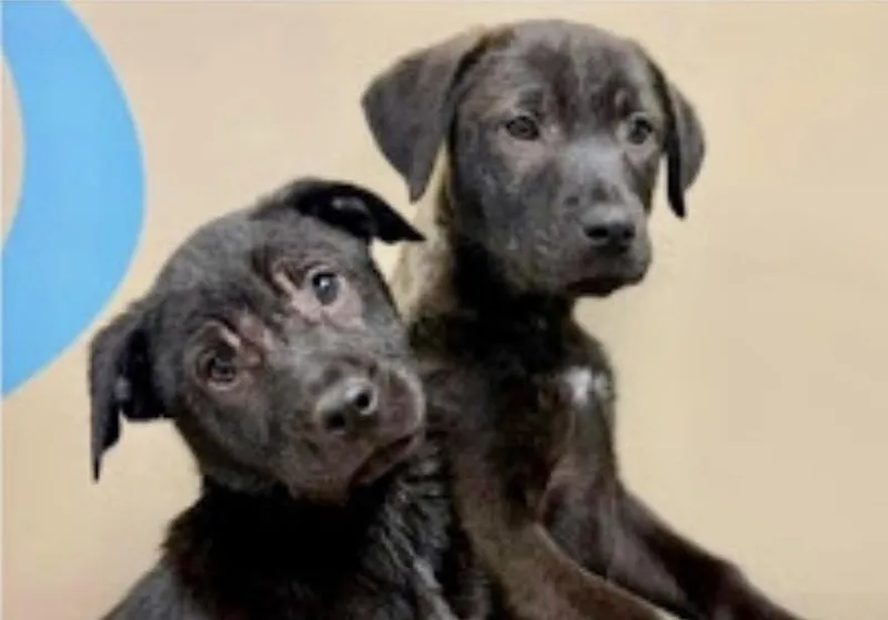 A young large-sized female Black Labrador Retriever dog named Sunshine for adoption in Blackwood, NJ