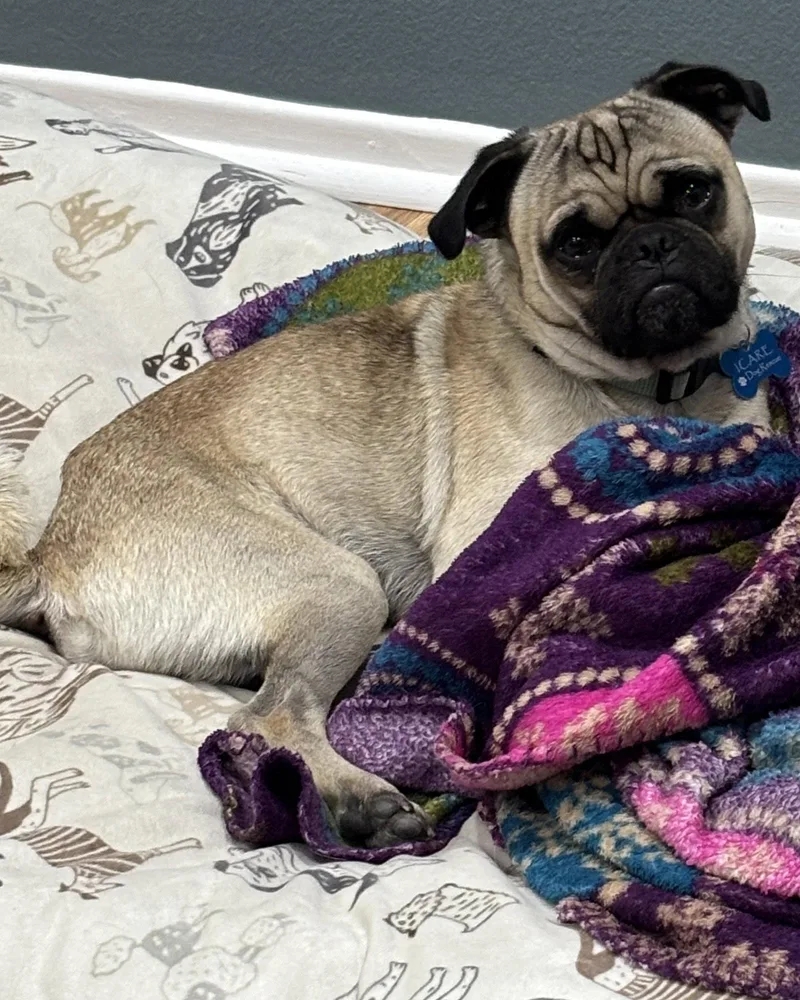 An adult small-sized male Pug dog named Buddy for adoption in Corona, CA
