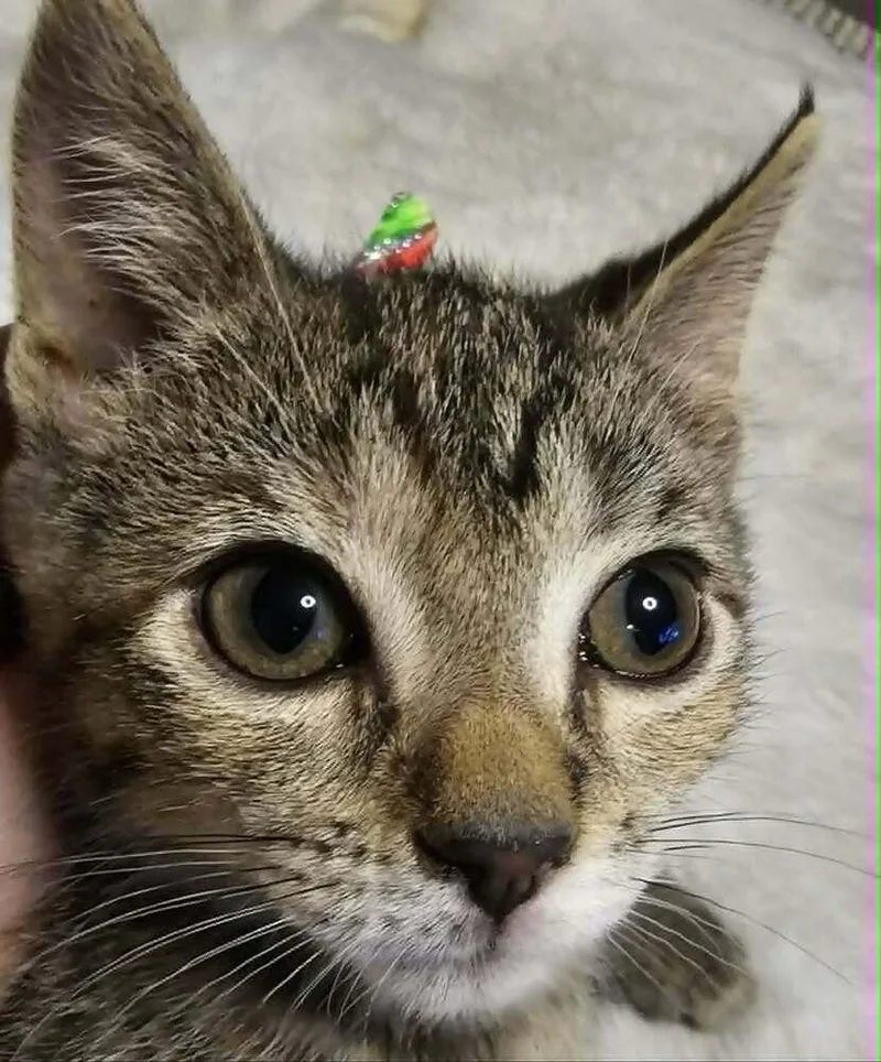 A baby small-sized female Tabby (Brown / Chocolate) Domestic Short Hair cat named Ameria for adoption in Anoka, MN
