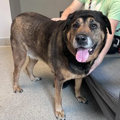 A senior large-sized female Bicolor Mixed Breed dog named Danu for adoption in Lansing, MI