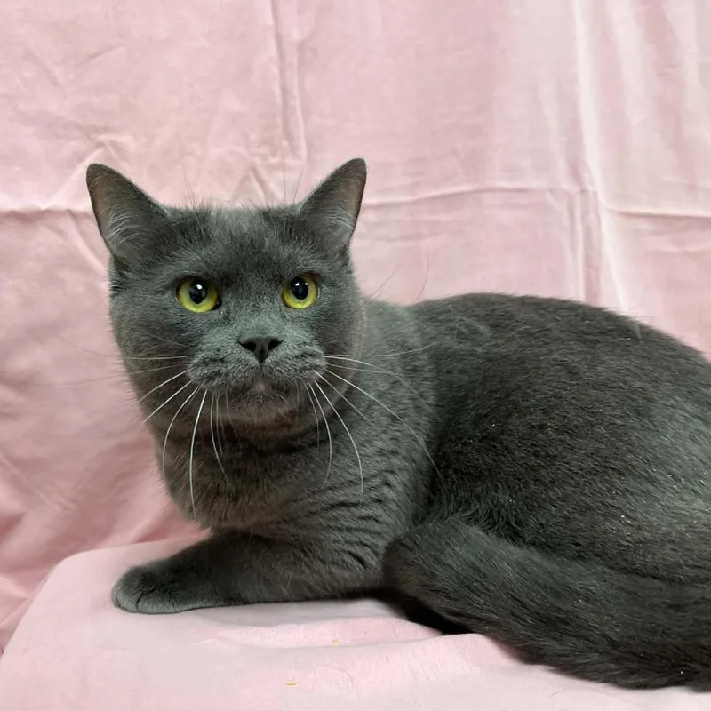 An adult large-sized female Gray / Blue / Silver Domestic Short Hair cat named Torrent for adoption in Lyndhurst, VA