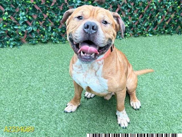 An adult medium-sized male Mixed Breed dog named Beef for adoption in West Palm Beach, FL