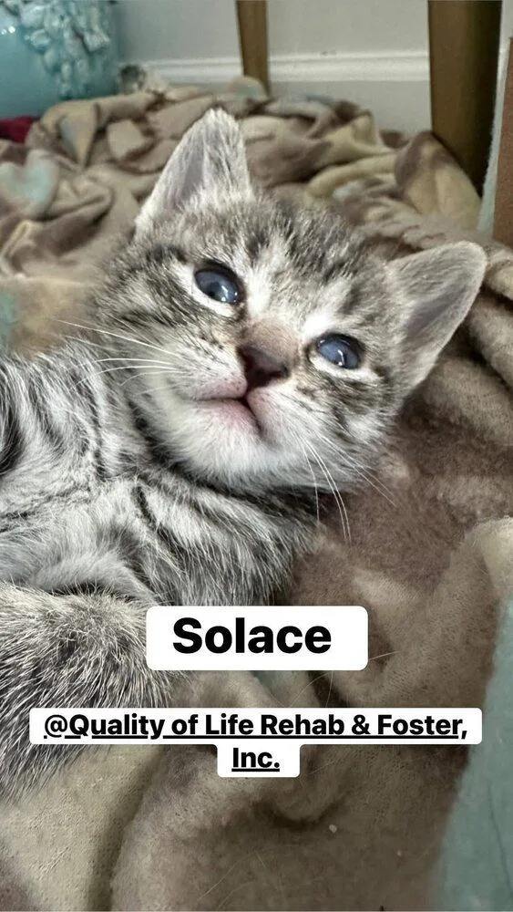 Solace thumbnail 2