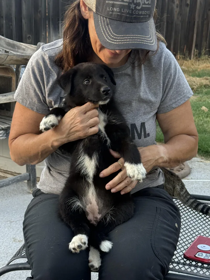 A baby medium-sized female Black Border Collie dog named Void for adoption in Dunnigan, CA
