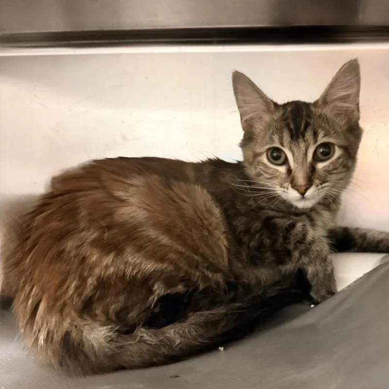 A baby medium-sized female Domestic Short Hair cat named Tweedle for adoption in Palm Springs, CA