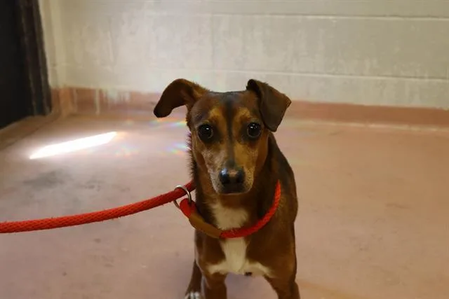 A young small-sized male Mixed Breed dog named Hot Rod for adoption in Columbia, SC