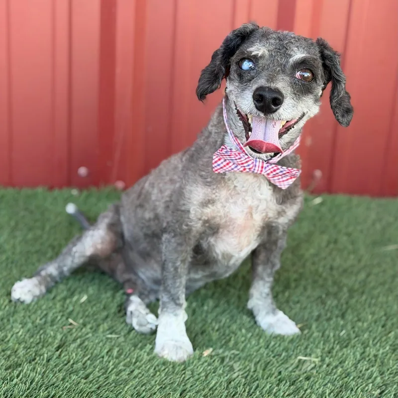 An adult small-sized male Standard Poodle dog named Wilson for adoption in Cranston, RI