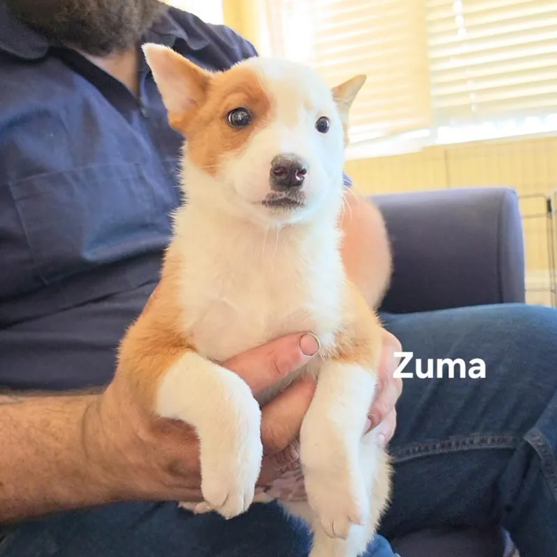 A baby medium-sized male Red / Chestnut / Orange Australian Cattle Dog / Blue Heeler dog named Zuma for adoption in Brentwood, CA