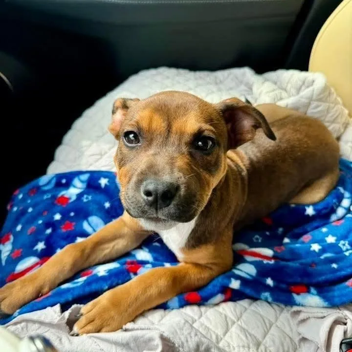 Darla