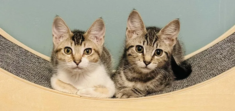 Squirrel thumbnail 2