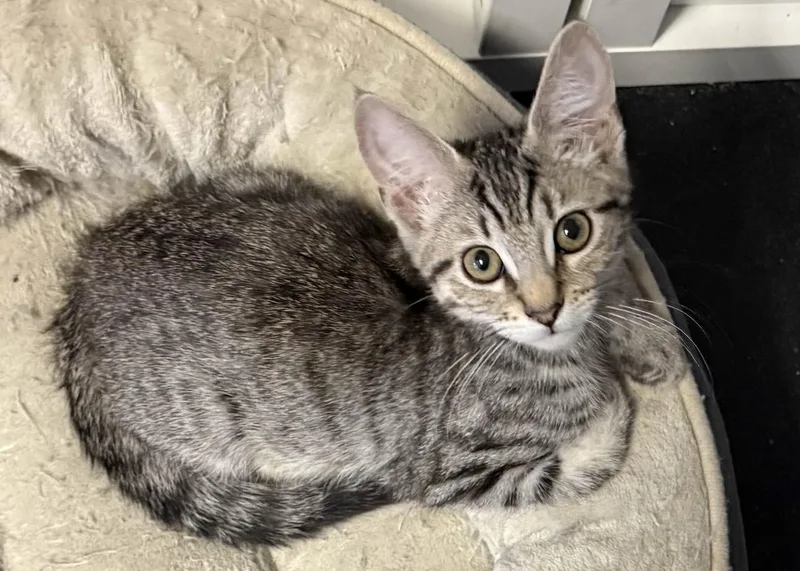 Squirrel thumbnail 3