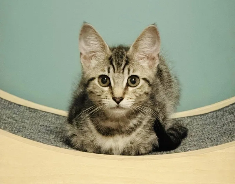 Squirrel thumbnail 4