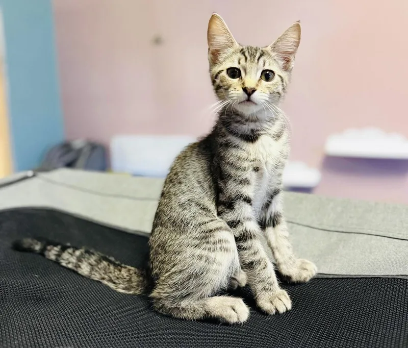 Squirrel thumbnail 5