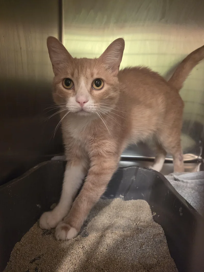An adult medium-sized male Cream / Ivory Domestic Short Hair cat named Doug for adoption in Mission Viejo, CA