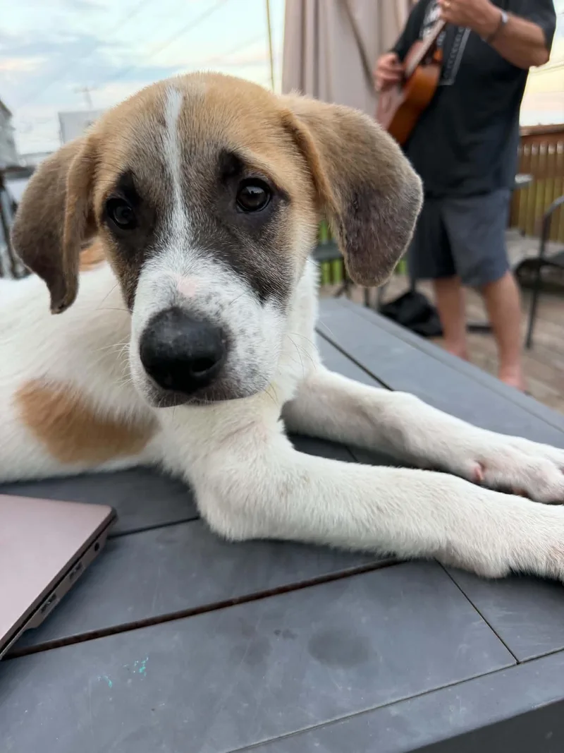 A baby large-sized male Great Pyrenees dog named Phil for adoption in Succasunna, NJ