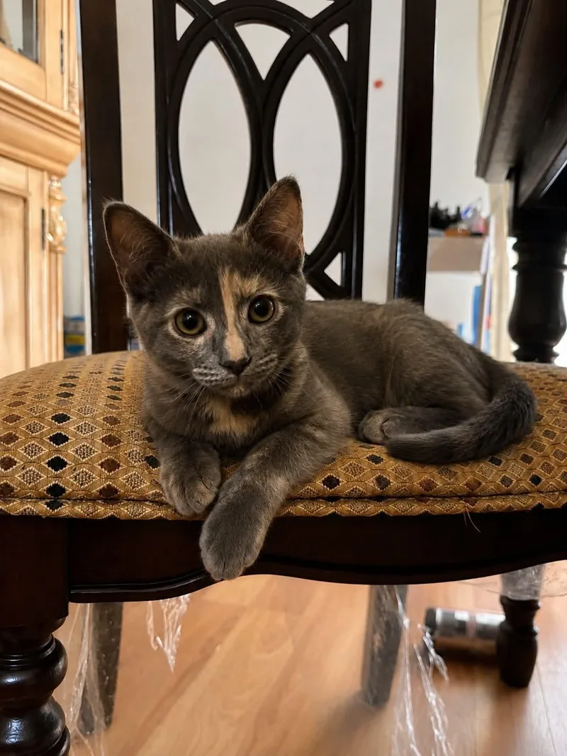 A baby small-sized female Tortoiseshell cat named Luna for adoption in Lawrenceville, GA
