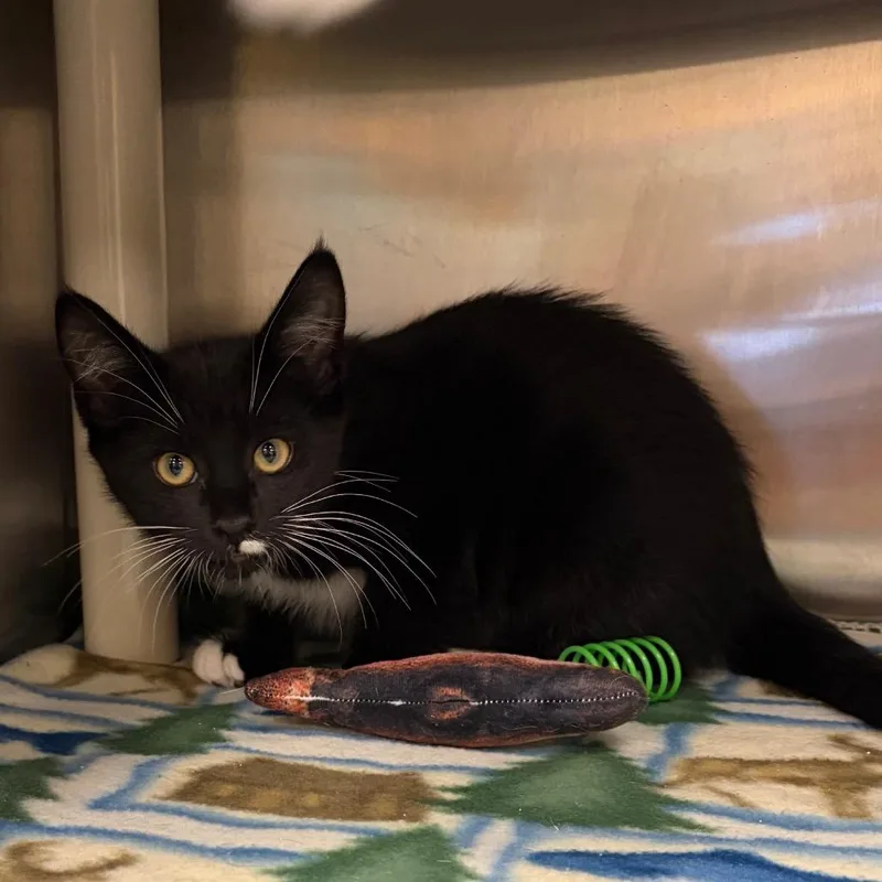 A baby small-sized male Black Domestic Short Hair cat named Dragonfly for adoption in Keizer, OR