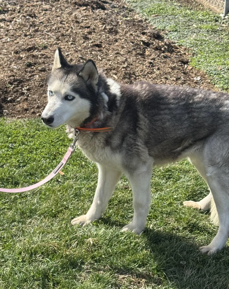 An adult medium-sized female Siberian Husky dog named Lily for adoption in Lehigh Valley, PA