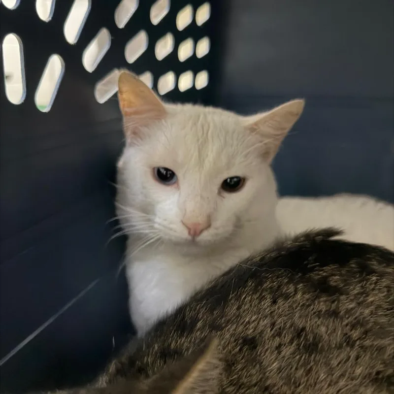 An adult large-sized male White Domestic Short Hair cat named Iceberg for adoption in Perkiomenville, PA