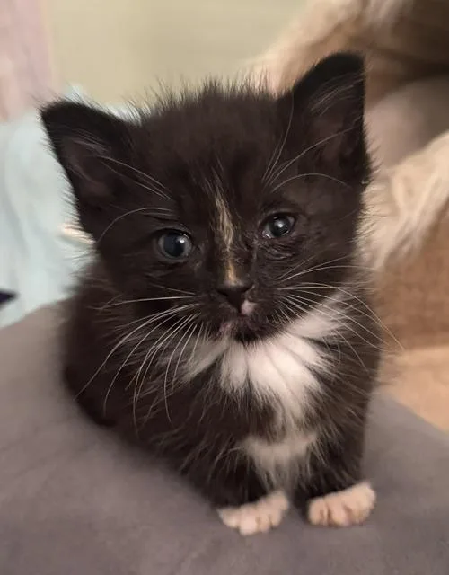 A baby medium-sized male Black & White / Tuxedo Domestic Short Hair cat named Binx for adoption in Southern Pines, NC