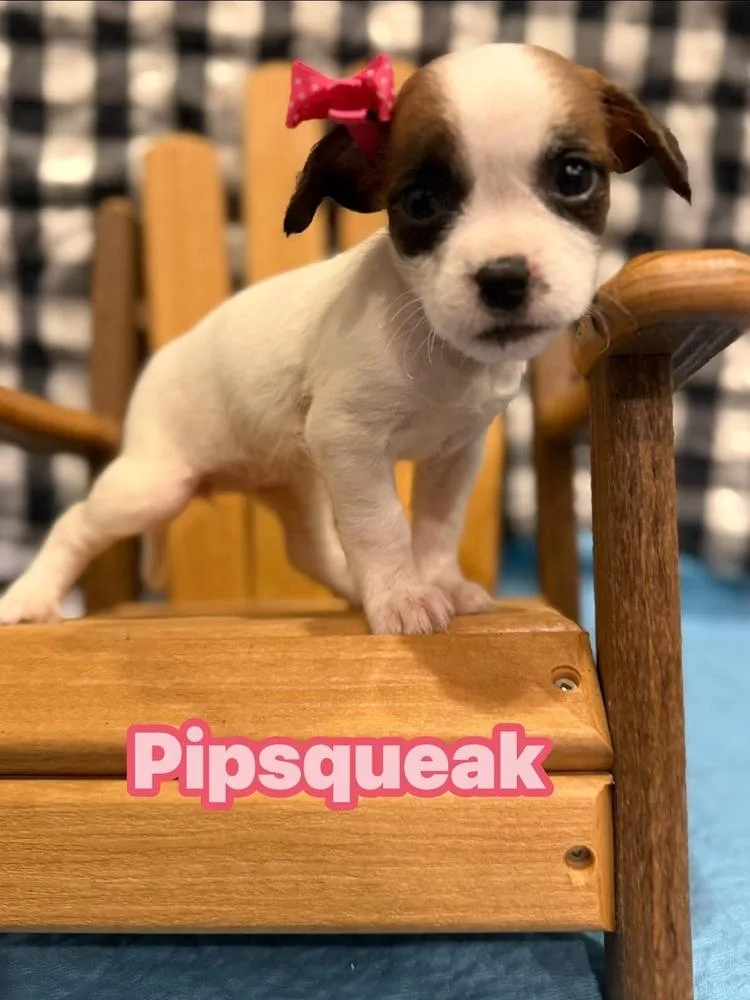 A baby small-sized female Tricolor (Brown, Black, & White) Shih Tzu dog named Pipsqueak for adoption in Scranton, PA
