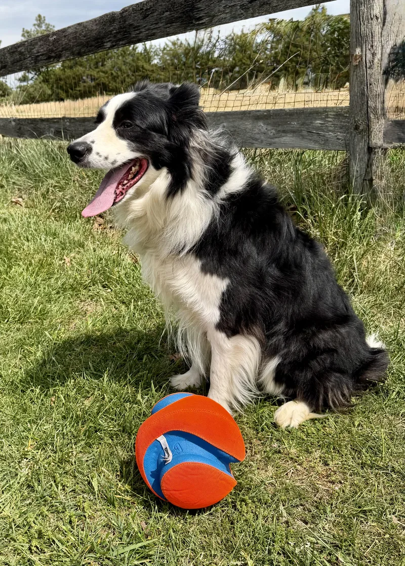 An adult medium-sized male Black Border Collie dog named Freckles for adoption in Culpeper, VA