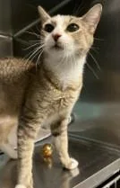 A young small-sized female Domestic Short Hair cat named Alberta for adoption in Westminster, MD