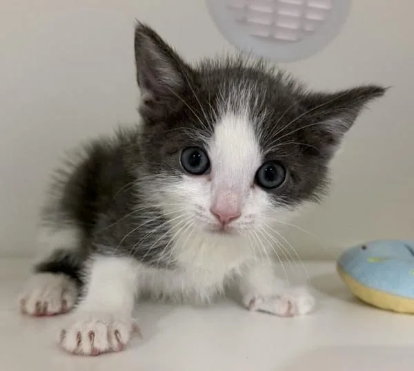 A baby small-sized male Domestic Short Hair cat named Yarrow for adoption in San Diego, CA