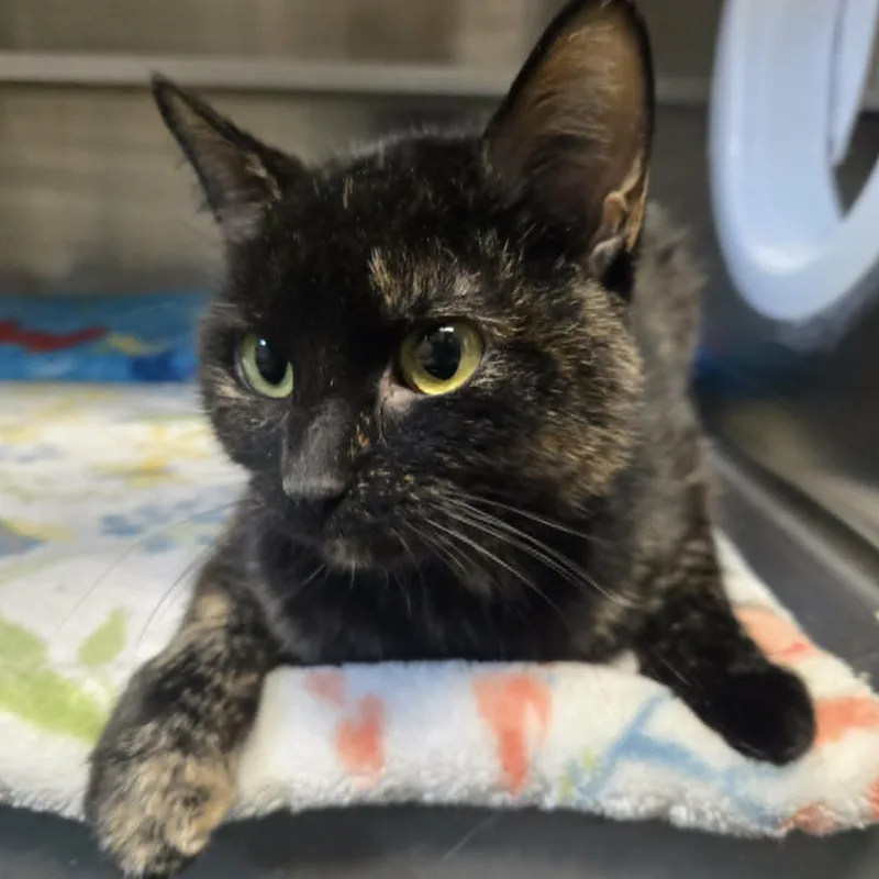 A young medium-sized female Tortoiseshell Domestic Short Hair cat named Farrah for adoption in Watertown, WI