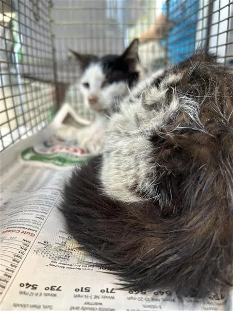 An adult small-sized male Domestic Short Hair cat named Oreo for adoption in San Antonio, TX