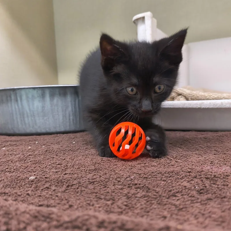 A baby large-sized male Black Domestic Short Hair cat named Boo for adoption in Saint Marys, PA