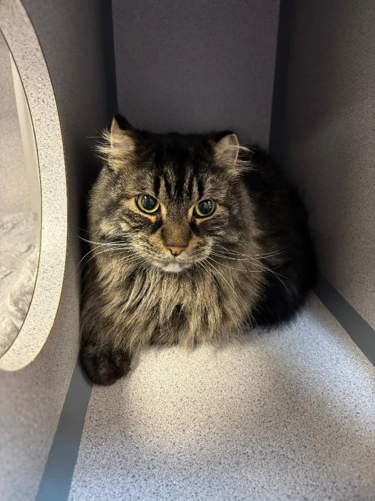 A young large-sized male Domestic Long Hair cat named Salted Caramel for adoption in Liverpool, NY