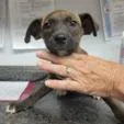 A baby small-sized male Brown / Chocolate Mixed Breed dog named Smokey Coming Soon for adoption in Dover, NH