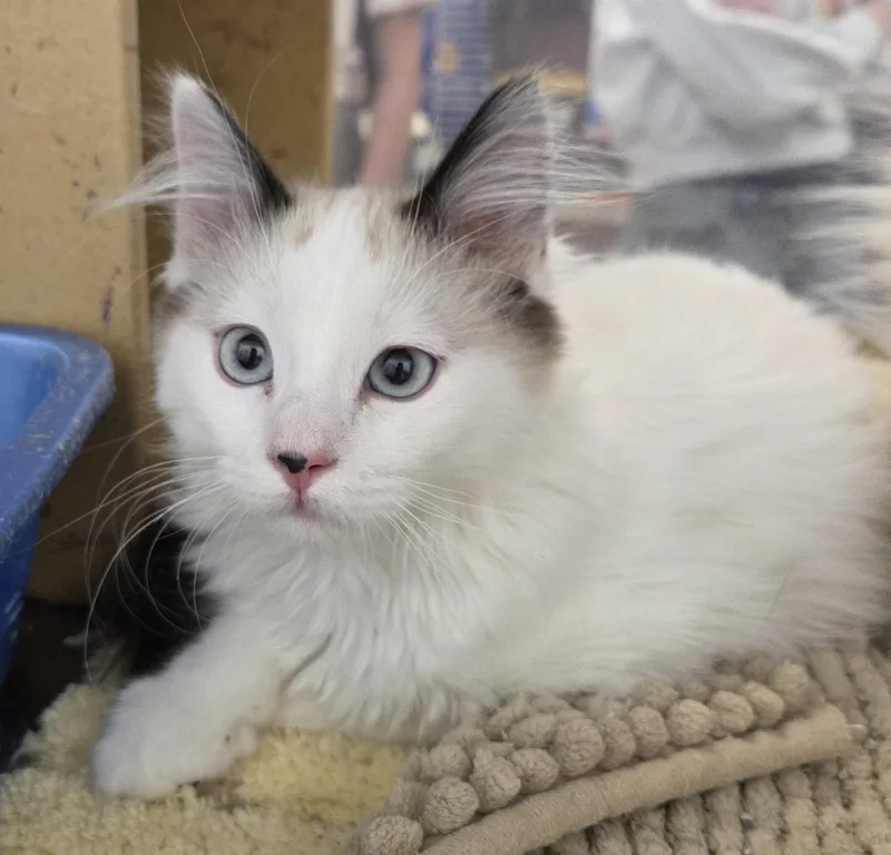 A baby medium-sized female Domestic Long Hair cat named Feather and Jewel for adoption in Millville, UT
