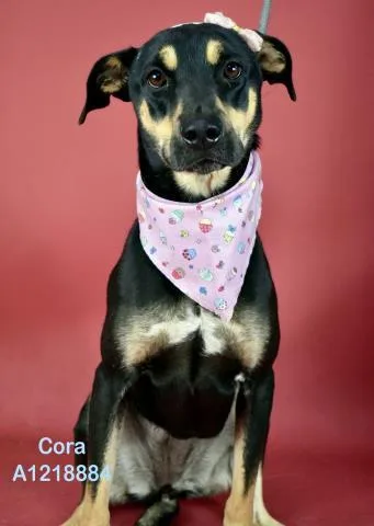 A young medium-sized female Black German Shepherd Dog dog named Cora for adoption in Thousand Oaks, CA