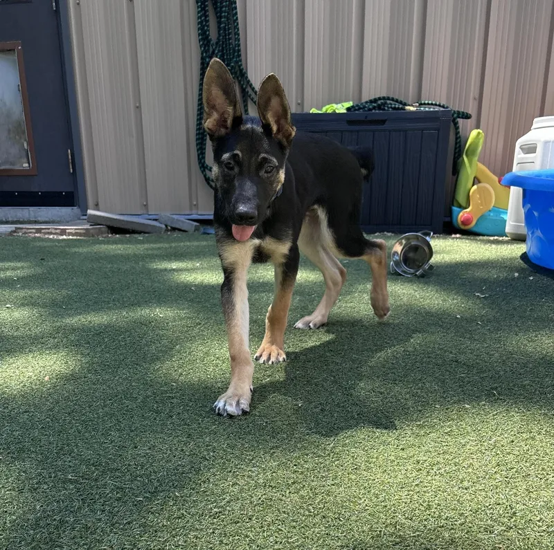 A baby medium-sized male Mixed Breed dog named Bob for adoption in Pembroke, MA