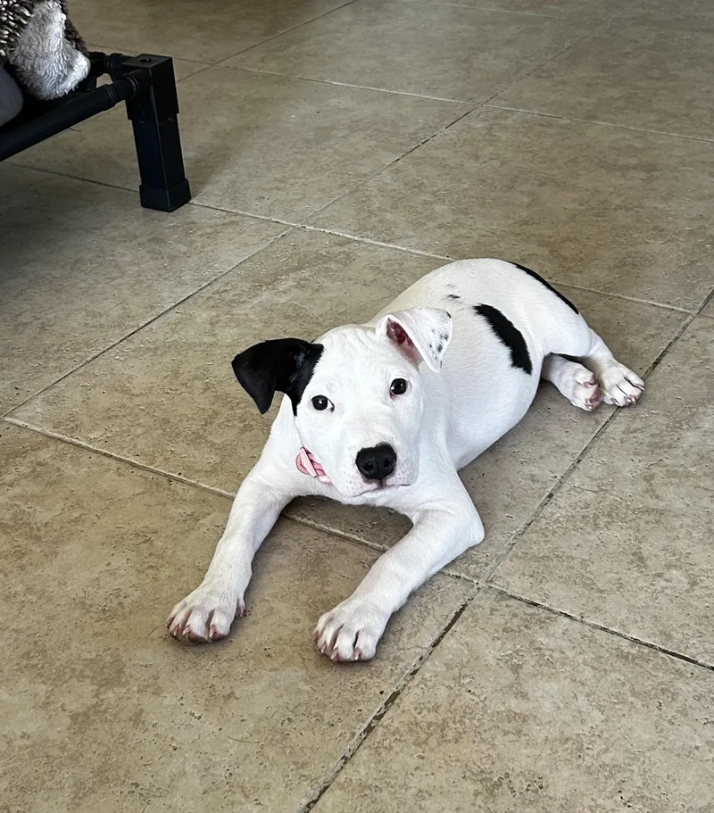 A baby medium-sized female Staffordshire Bull Terrier dog named Laney for adoption in Corona Del Mar, CA