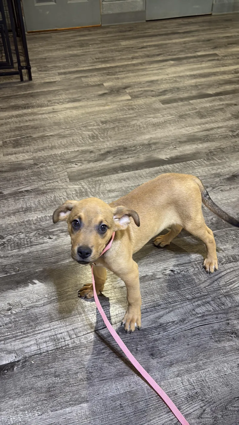 A baby medium-sized male Labrador Retriever dog named Sven for adoption in Alma, MI