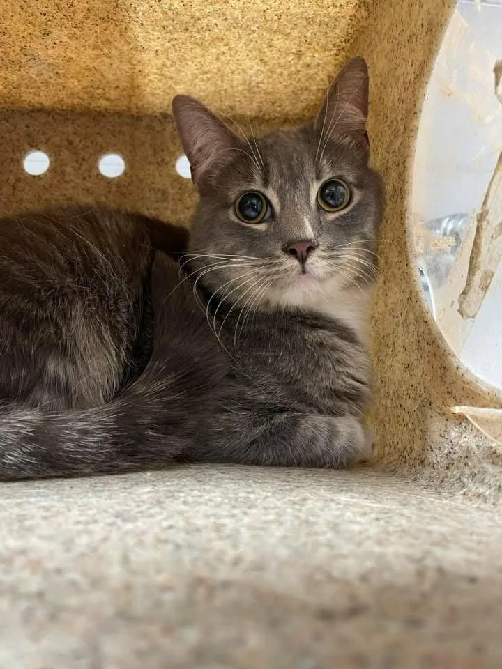 An adult medium-sized male Gray / Blue / Silver Domestic Short Hair cat named Oodles for adoption in Yardley, PA