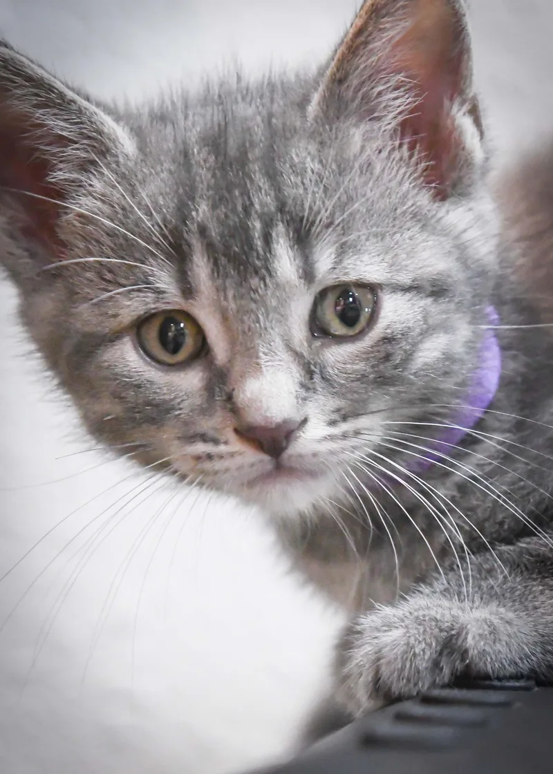 A baby medium-sized female American Shorthair cat named Carmella for adoption in Port Washington, WI