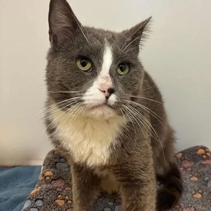 An adult small-sized male Domestic Short Hair cat named Gerald for adoption in Gastonia, NC