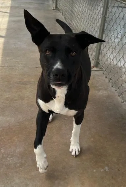An adult medium-sized female Black Terrier dog named Juno for adoption in Reeds Spring, MO